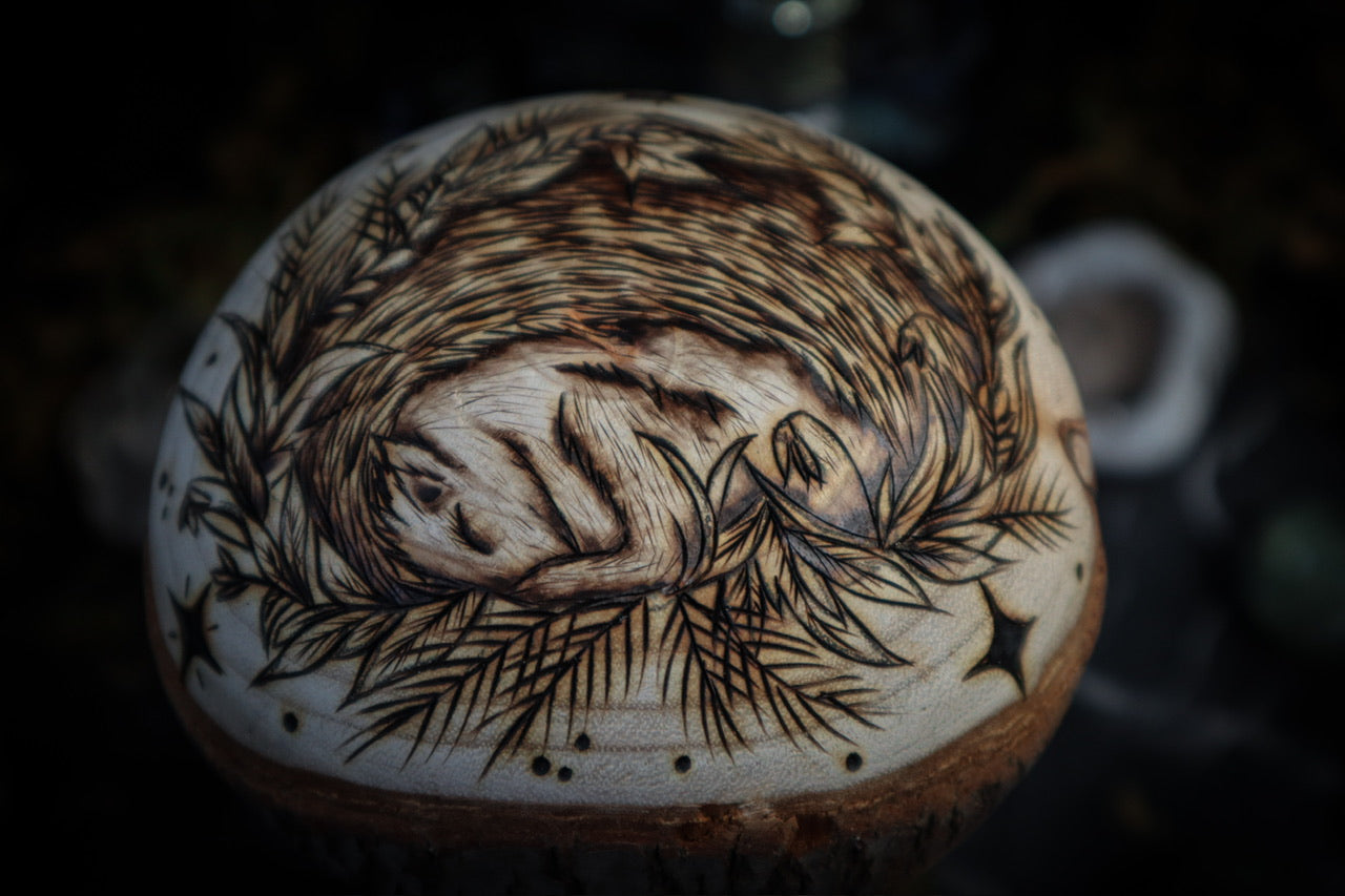 Mushrooms of Slumberland Wood